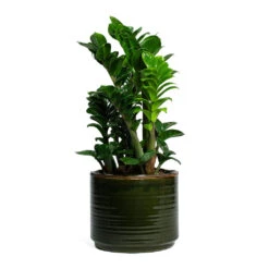 Zamioculcas Zamiifolia Zenzi - Zenzi ZZ Plant -Plant Promotion Store Zamioculcas zamiifolia Zenzi Zenzi ZZ Plant Jordy Plant Pot Forest Green f215a614 2926 4452 9f70 c8a3535e06b0