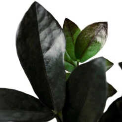 Zamioculcas Zamiifolia - Raven ZZ Plant -Plant Promotion Store Zamioculcaszamiifolia RavenZZPlant 1