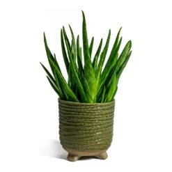 Aloe Vera Clumb 12 Aloe Vera Clumb -Plant Promotion Store aloe vera clumb bekka Plant Pot mint