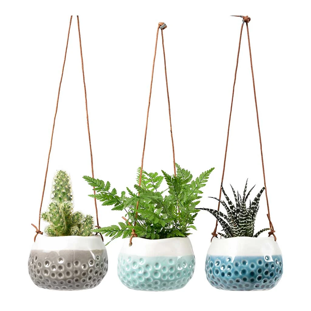 Baby Dotty Hanging Indoor Pot Trio 3 Baby Dotty Hanging Indoor Pot Trio