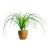 Beaucarnea - Pony Tail Palm - Head 2 Beaucarnea - Pony Tail Palm - Head -Plant Promotion Store beaucarnea pony tail palm head karlijn camel plant pot d95d9c55 7800 4e17 9bff 2f29531c82b5