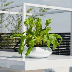 Tara Essentials Bowl Planter - Matt White 12 Tara Essentials Bowl Planter - Matt White -Plant Promotion Store essential glossy tara 1