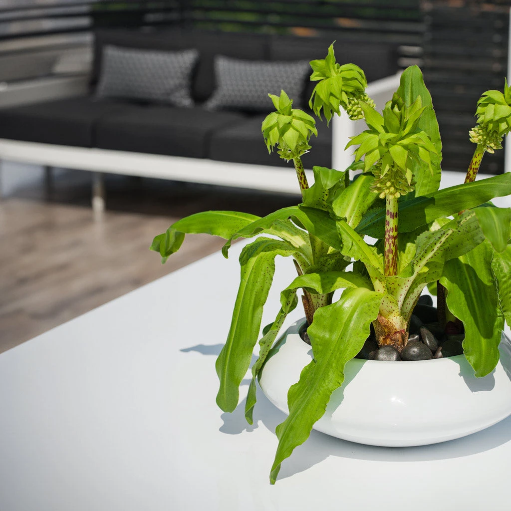 Tara Essentials Bowl Planter - Matt White 8 Tara Essentials Bowl Planter - Matt White - Image 6