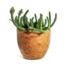 Euphorbia Flanaganii - Medusa Plant -Plant Promotion Store euphorbia flanaganii medua plant karlijn camel plant pot