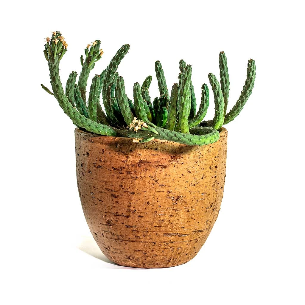 Euphorbia Flanaganii - Medusa Plant 3 Euphorbia Flanaganii - Medusa Plant