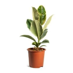 Ficus Elastica Tineke - Variegated Rubber Plant 24 Ficus Elastica Tineke - Variegated Rubber Plant -Plant Promotion Store ficus elastica tineke plant 17cm