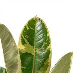 Ficus Elastica Tineke - Variegated Rubber Plant 32 Ficus Elastica Tineke - Variegated Rubber Plant -Plant Promotion Store ficus elastica tineke plant 17cm close up
