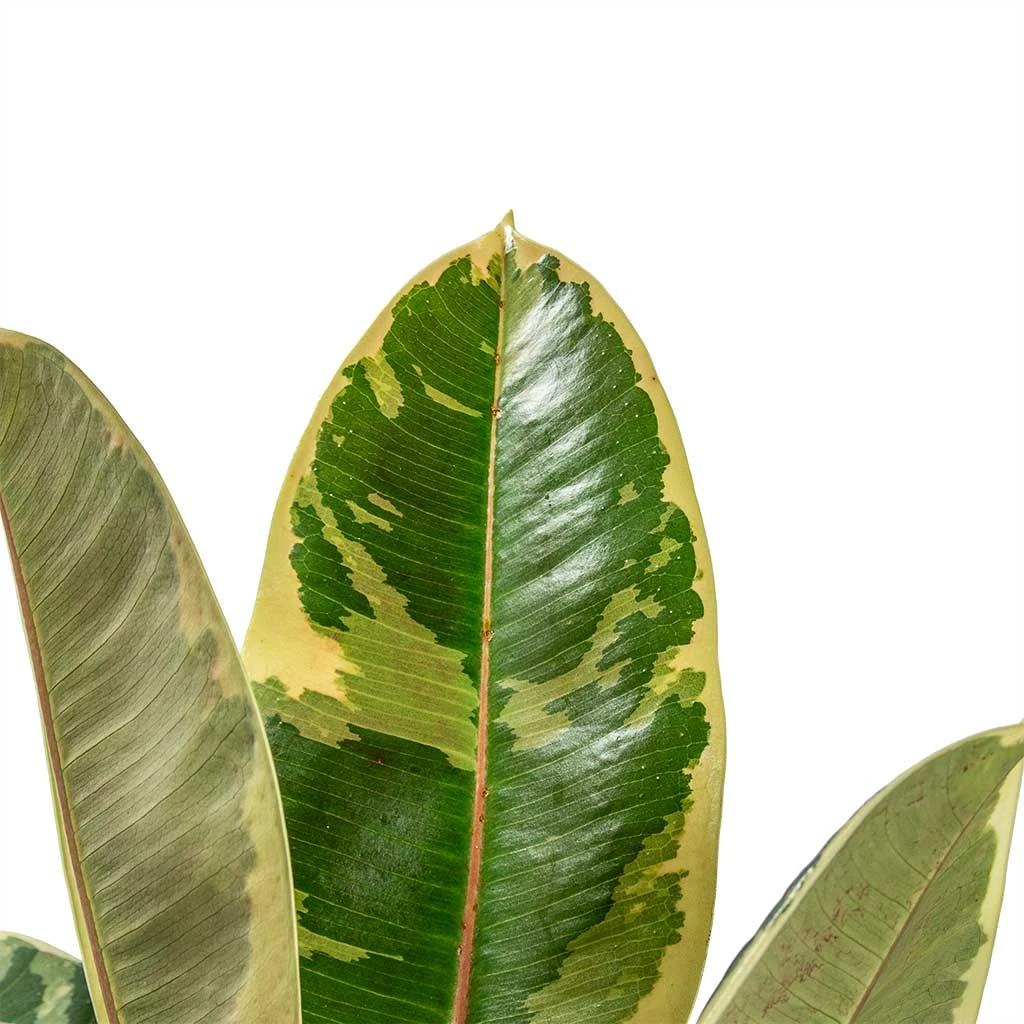 Ficus Elastica Tineke - Variegated Rubber Plant 16 Ficus Elastica Tineke - Variegated Rubber Plant - Image 14