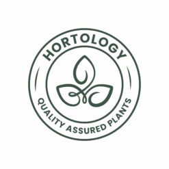 Cordyline Fruticosa Glauca - Green Ti Plant 25 Cordyline Fruticosa Glauca - Green Ti Plant -Plant Promotion Store hortology quality assured houseplants b702fbd1 e035 4a2b 97cd e4cd262ee68d