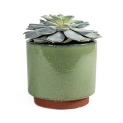 Malibu Plant Pot - Green -Plant Promotion Store malibu plant pot green Echeveria lilacina Ghost Echeveria 8f6bd6f7 1bd1 4be3 a9d0 9f304bb72687