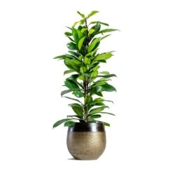 Ficus Cyathistipula - African Fig -Plant Promotion Store mya deep champagne plant pot Ficus cyathistipula African Fig 6734eb21 2b4c 4074 86b7 66f17006147e