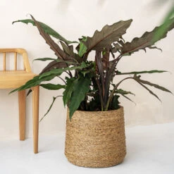 Patt Plant Pot - Straw Grass 18 Patt Plant Pot - Straw Grass -Plant Promotion Store pottery pots Patt straw 2