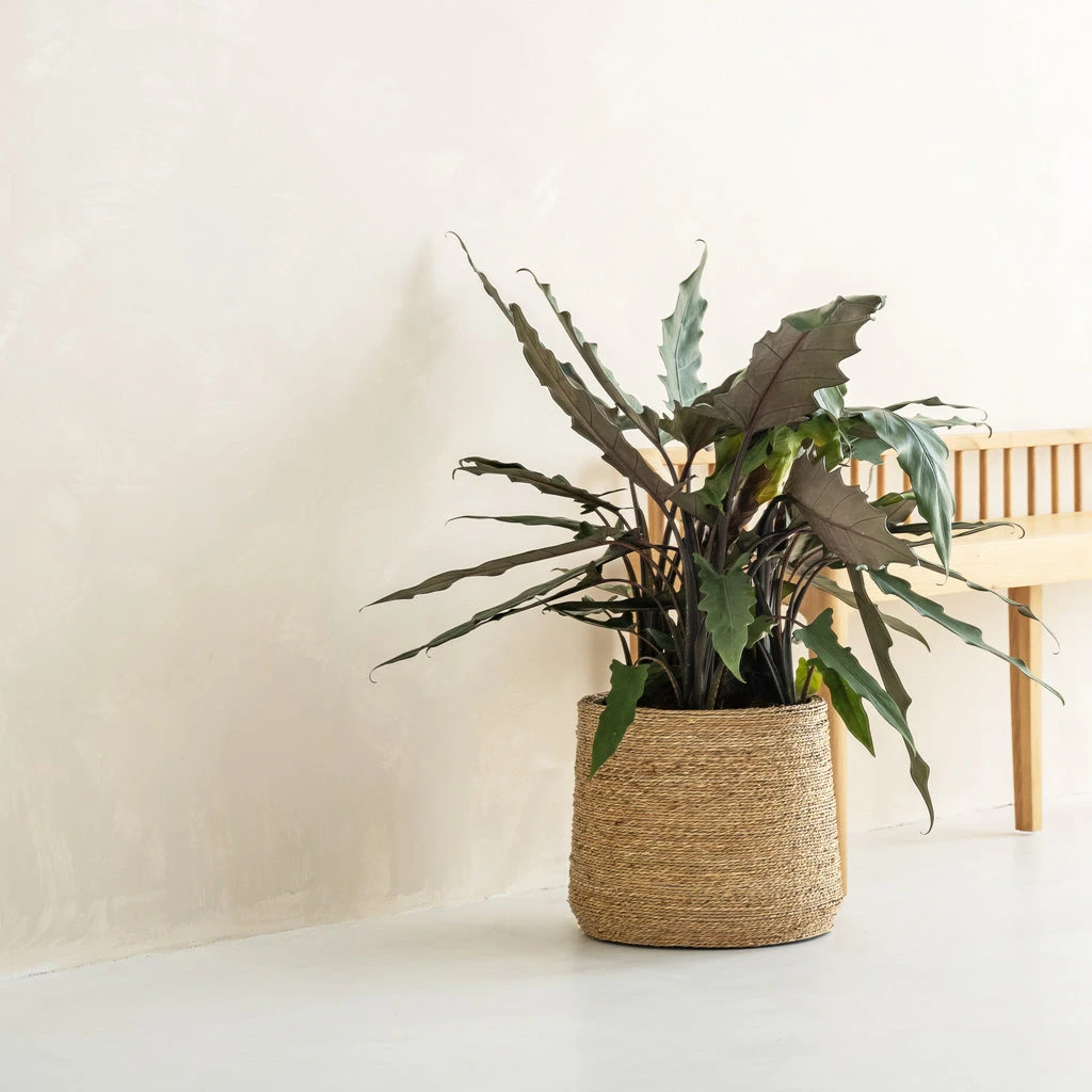 Patt Plant Pot - Straw Grass 10 Patt Plant Pot - Straw Grass - Image 8