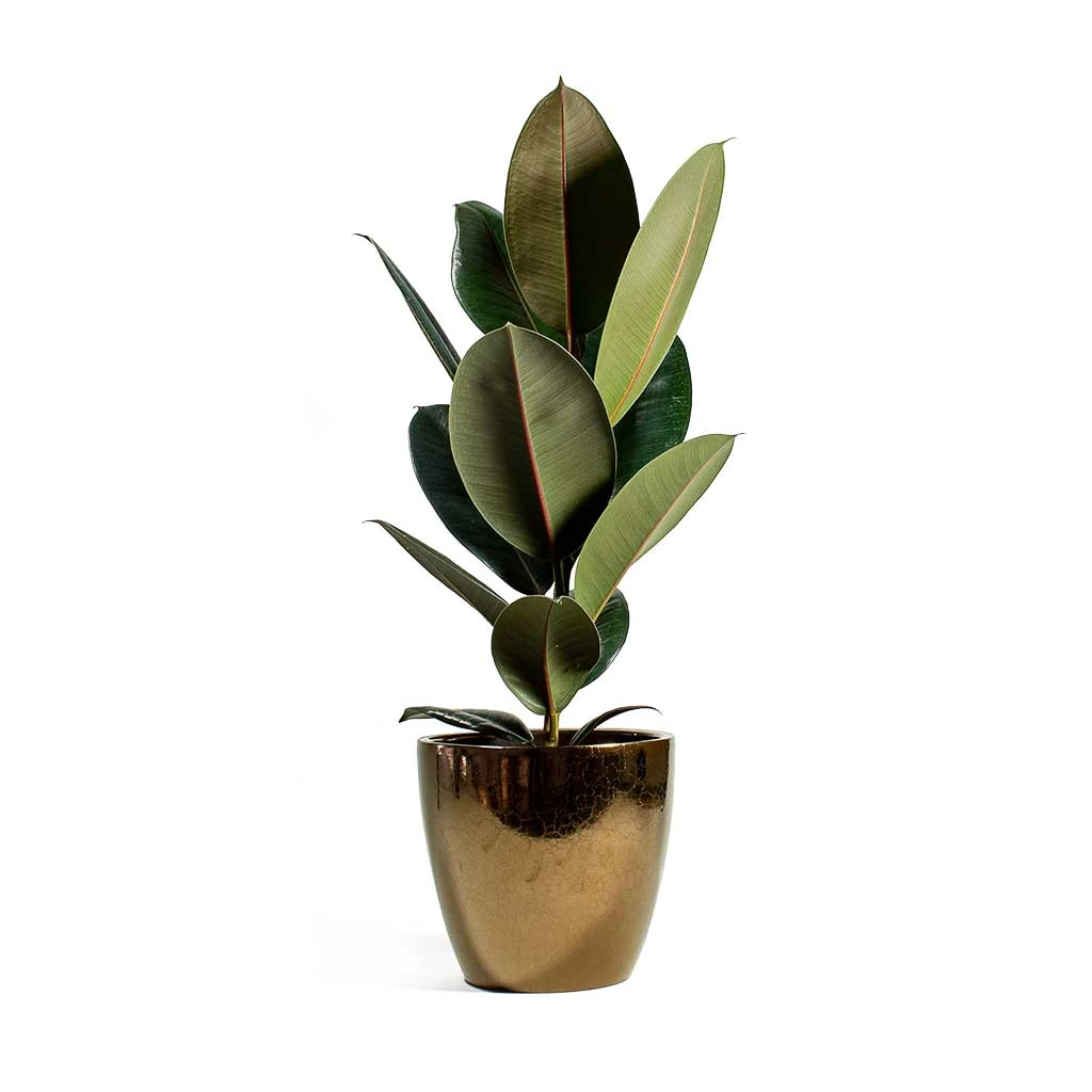 Ficus Elastica Abidjan - Burgundy Rubber Plant 12 Ficus Elastica Abidjan - Burgundy Rubber Plant - Image 10