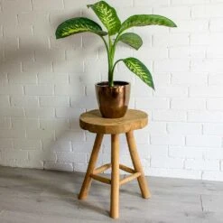 Sven Plant Pot - Gold 37 Sven Plant Pot - Gold -Plant Promotion Store sven gold plant pot Dieffenbachia seguine Tropic Snow Dumb Cane