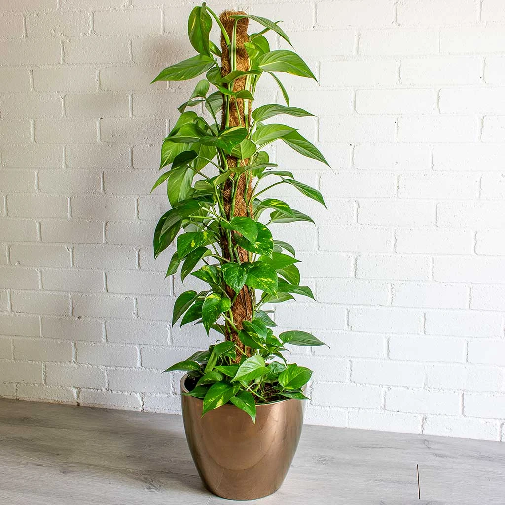 Sven Plant Pot - Gold 20 Sven Plant Pot - Gold - Image 18