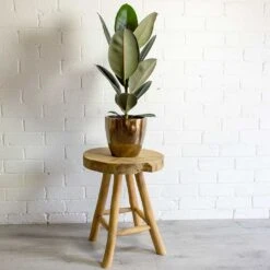 Sven Plant Pot - Gold 40 Sven Plant Pot - Gold -Plant Promotion Store sven gold plant pot Ficus elastica Abidjan Rubber Plant