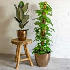 Sven Plant Pot - Gold 27 Sven Plant Pot - Gold -Plant Promotion Store sven gold plant pot Ficus elastica Abidjan Rubber Plant Epipremnum aureum Golden Pothos Moss Pole